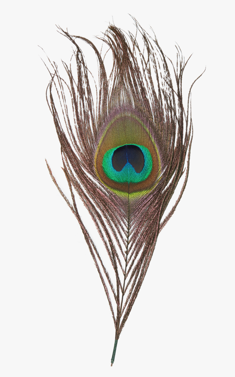 Peacock Feather Png Transparent Images - Peacock Feather Images Png, Transparent Clipart