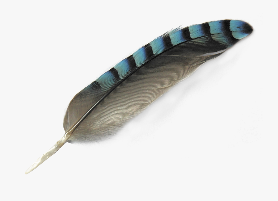 Feather Png Transparent Image - Bird Feather Png, Transparent Clipart