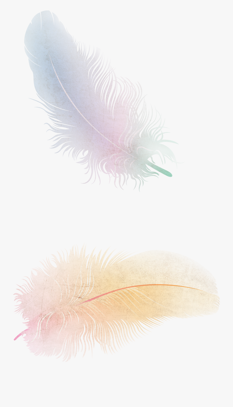 Feather Png Images Free Download - Feather Png, Transparent Clipart
