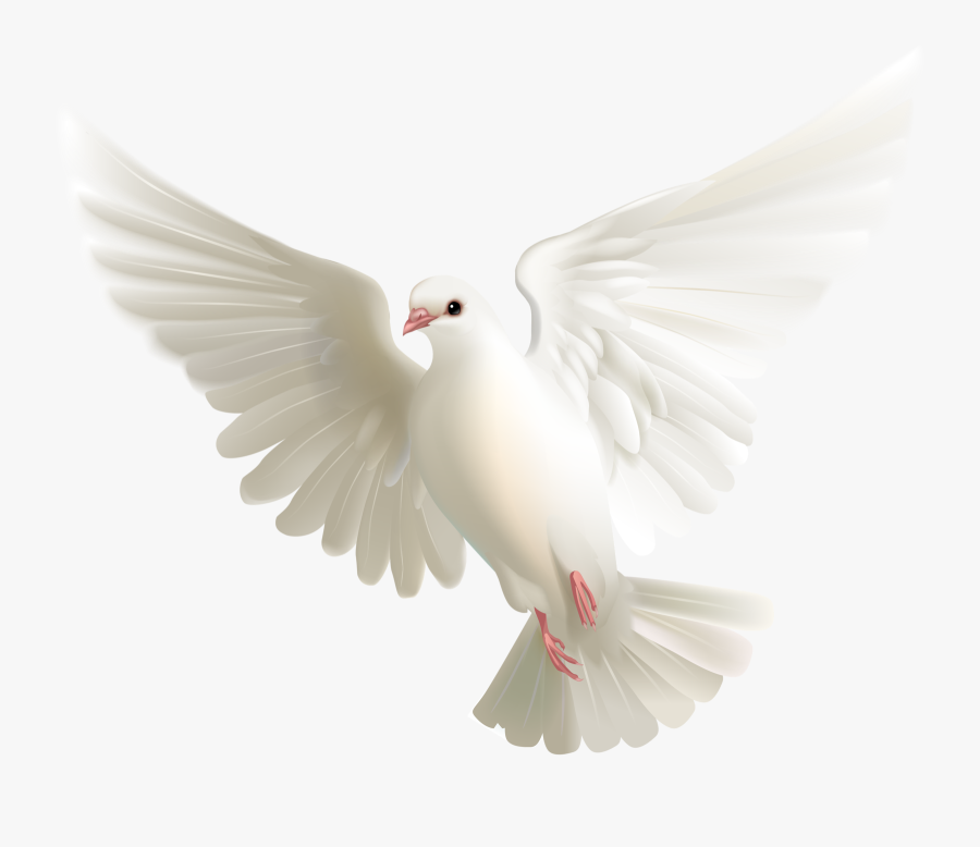Pigeon Png - Palomas Blancas Sin Fondo, Transparent Clipart
