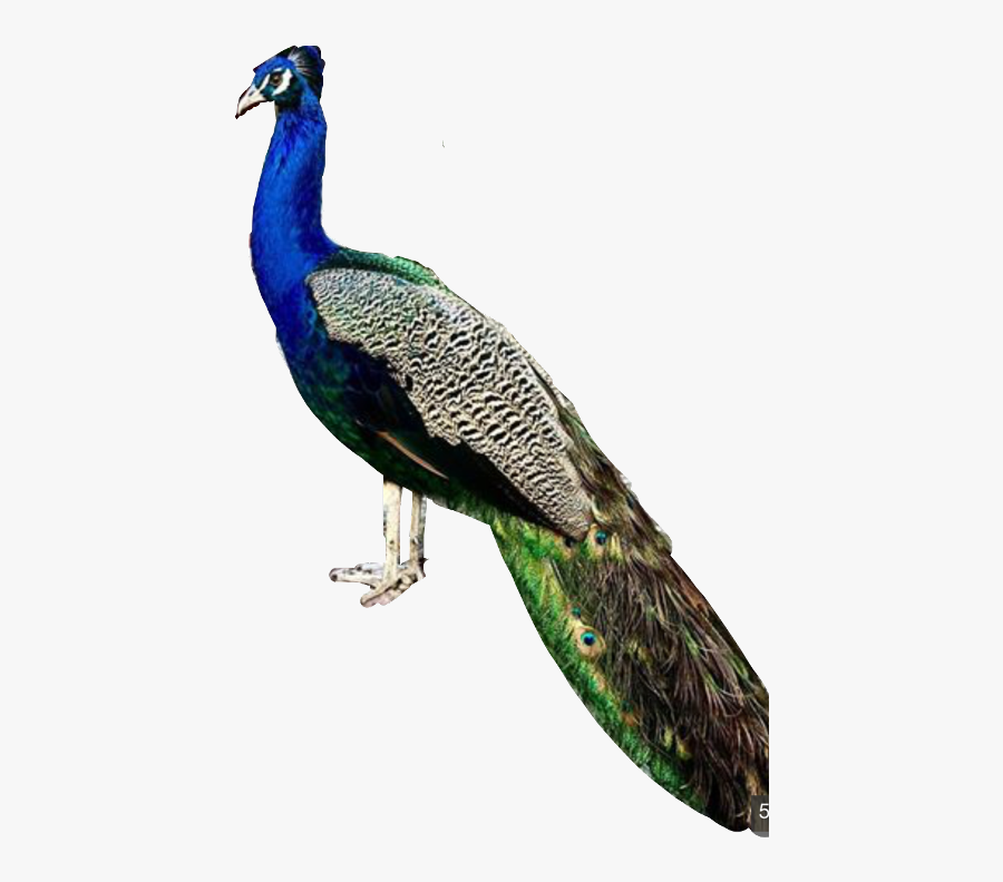 Freetoedit - Peafowl, Transparent Clipart