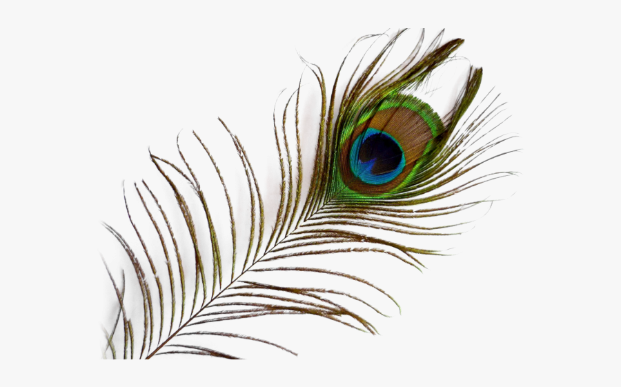 Peacock Feather Png Transparent Images - Peacock Feather Images Png, Transparent Clipart