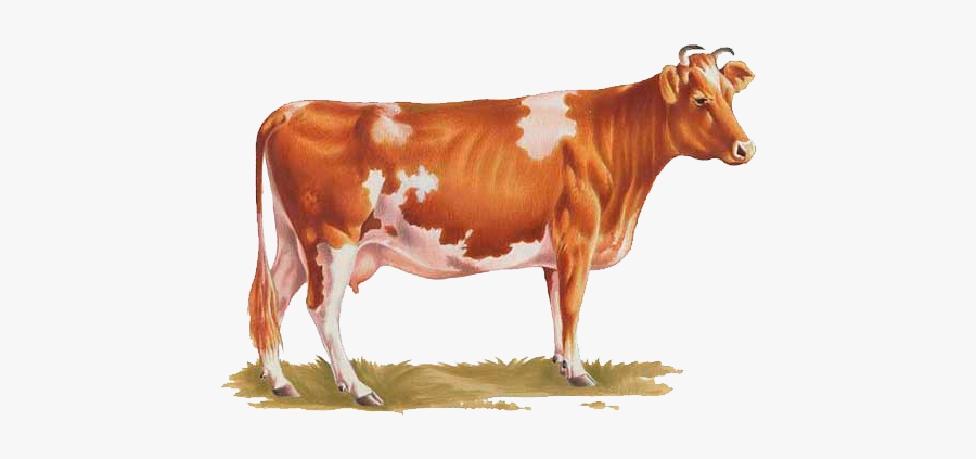 Cow Png - Transparent Background Cow Png, Transparent Clipart
