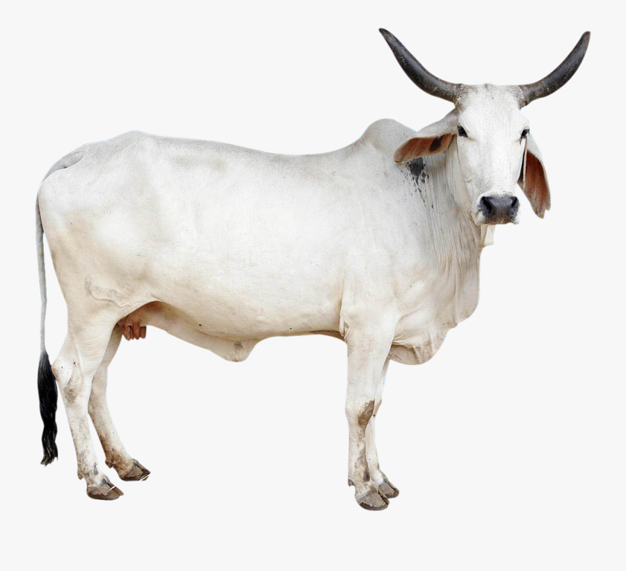 Cow Png Image - Indian Cow Png Hd, Transparent Clipart