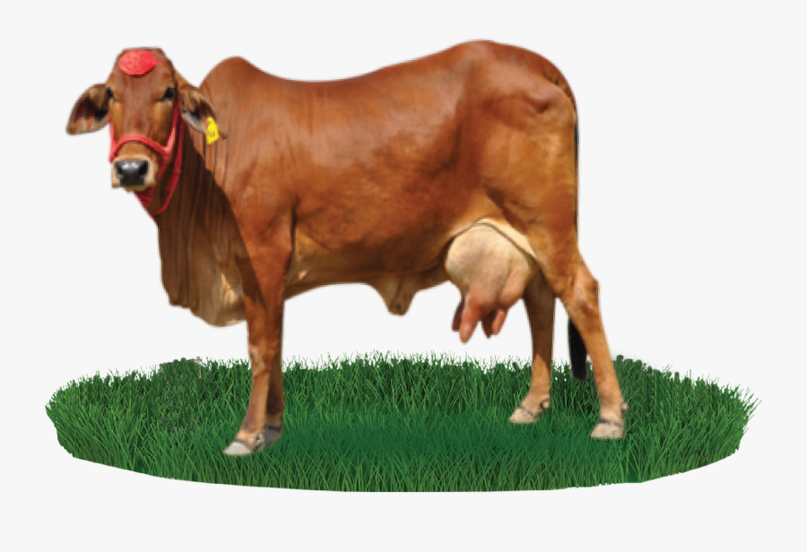 Clip Art Collection Of Free Cow - Gir Cow Images Png, Transparent Clipart