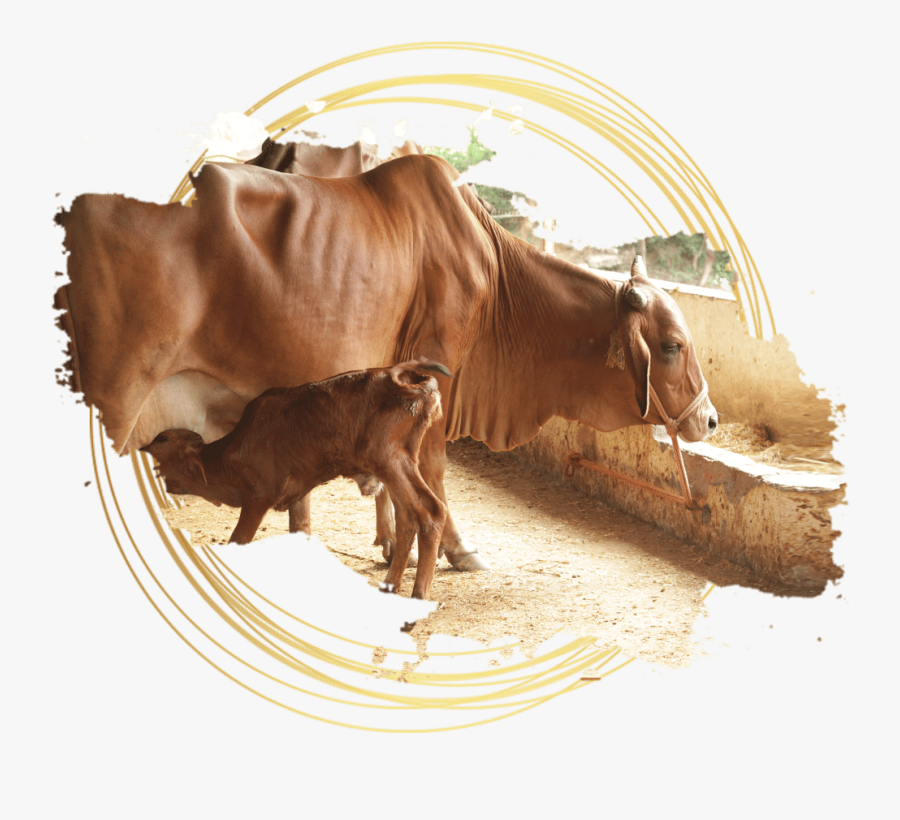 Transparent Indian Ox Png - Indian Cows Png Hd, Transparent Clipart