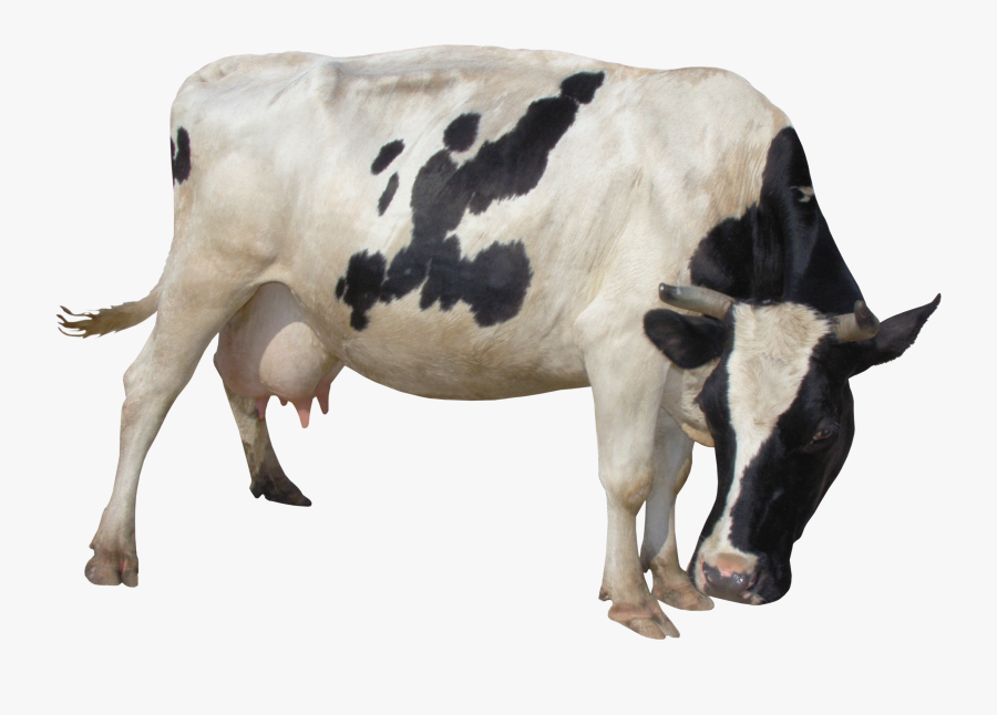 A Cow Png - Корова Пнг, Transparent Clipart