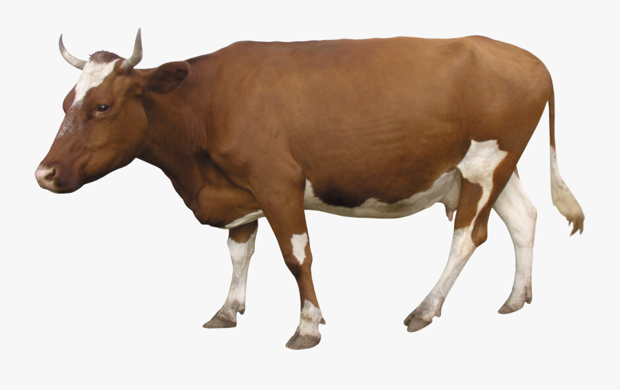 Cow Terms Png - Transparent Background Cattle Png, Transparent Clipart
