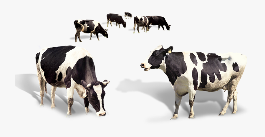 indian cow s organic a2 milk herd of cows png free transparent clipart clipartkey organic a2 milk herd of cows png