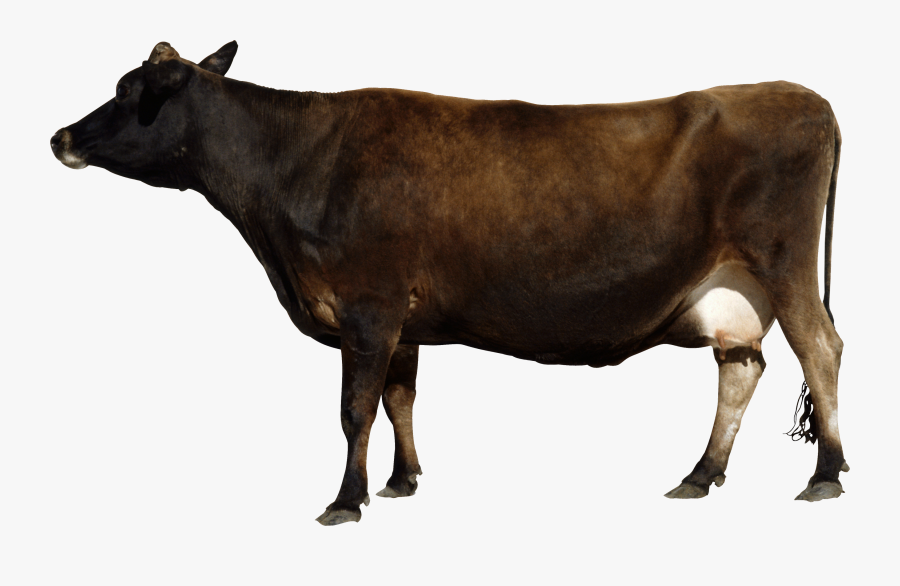 Kundhi Buffalo In Pakistan, Transparent Clipart