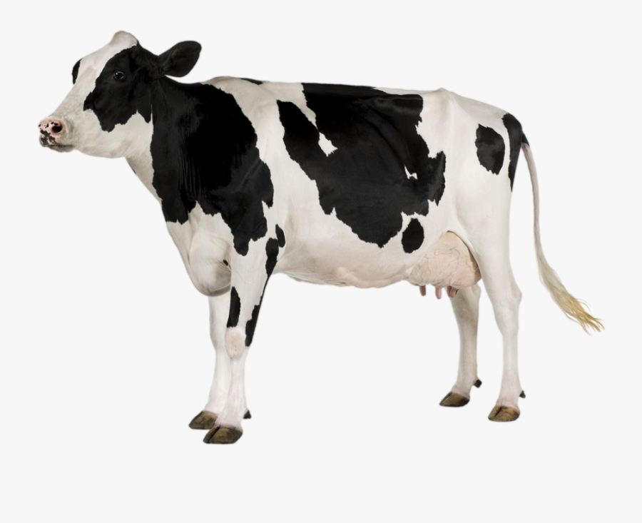 Cow With White Background, Transparent Clipart