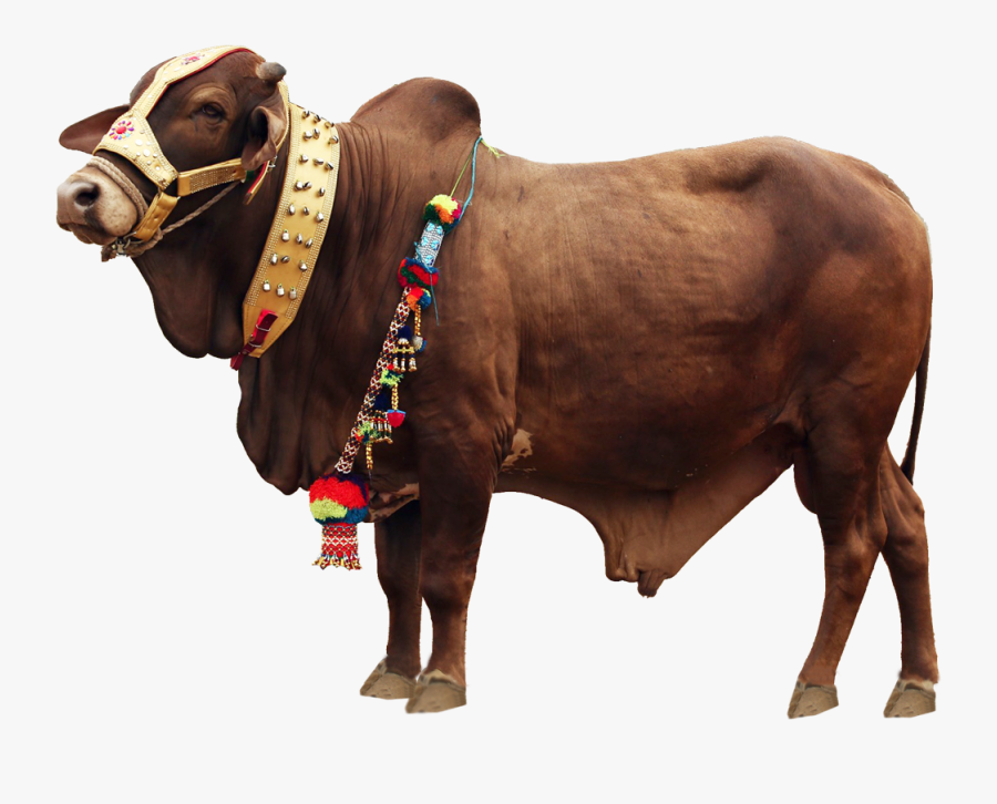 Eid Ul Adha Cow Png, Transparent Clipart