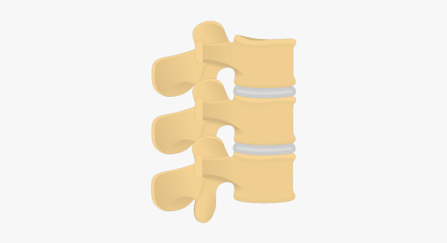 Spine Clipart Front - Wood, Transparent Clipart
