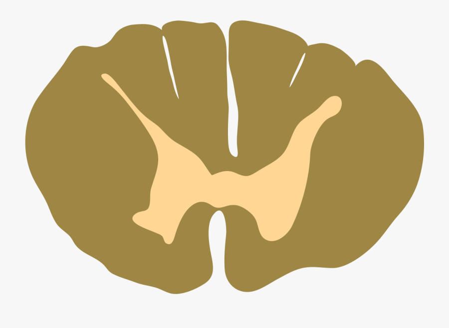 Spinal Cord Cross Section Clip Art, Transparent Clipart