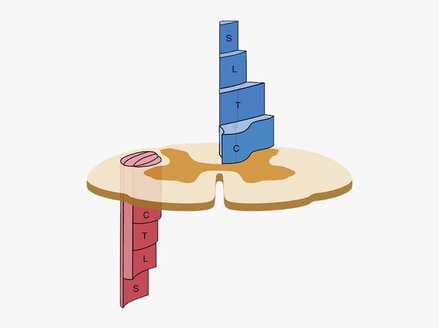 Peer Clinic For Back Pain And Spine Surgery, Transparent Clipart