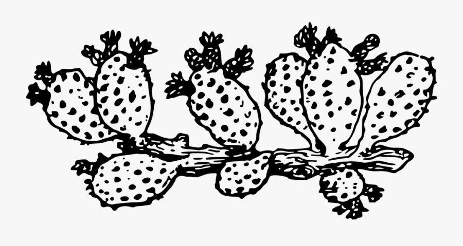 Cactus, Flora, Flower, Plant, Spine, Spiny - Transparent Cactus Clipart Black And White, Transparent Clipart