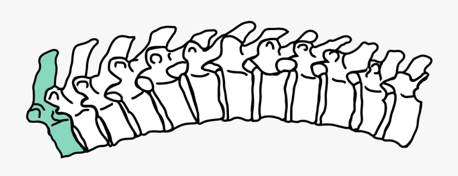 Interactive Spine T1 - Thoracic Spinal Nerve 11, Transparent Clipart