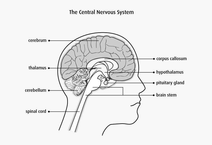 Cerebellum Cerebrum Brainstem Spinal Cord, Transparent Clipart