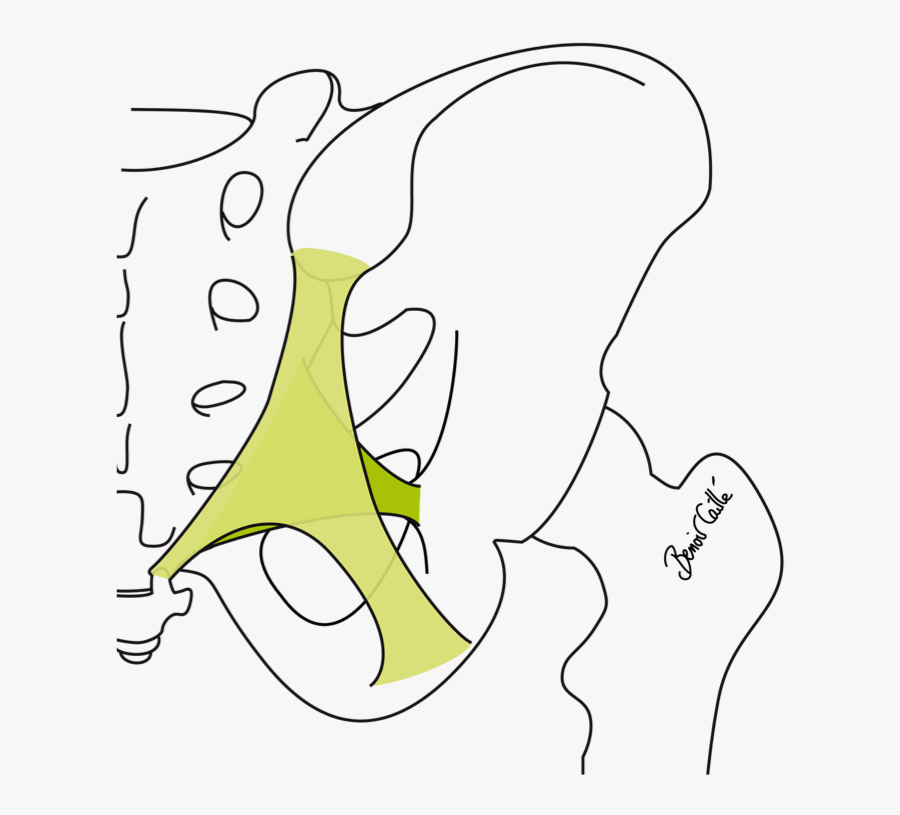 Line Art, Transparent Clipart