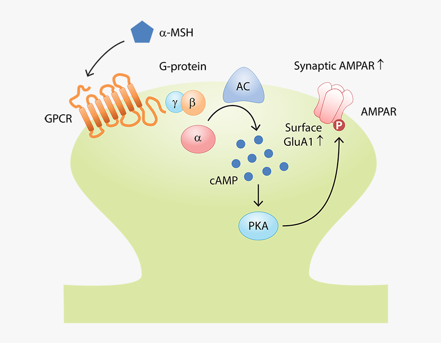 Illustration, Transparent Clipart