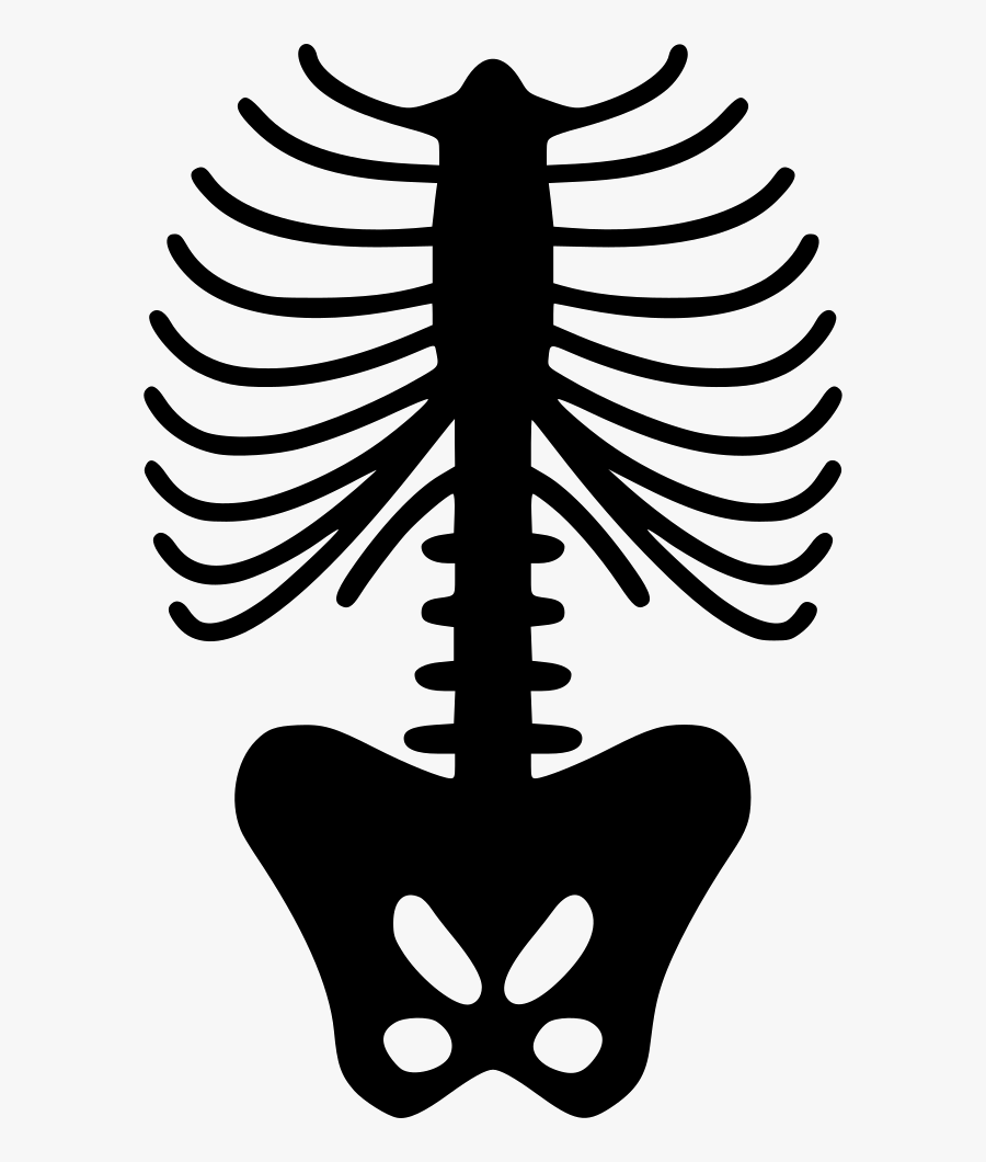 Spine Skeleton - Skeleton Ribs Png, Transparent Clipart