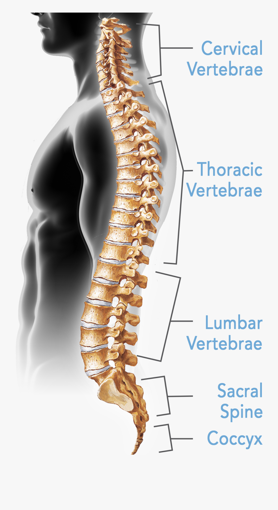 Clip Art Pictures Of The Spine - Lumbar Spine, Transparent Clipart