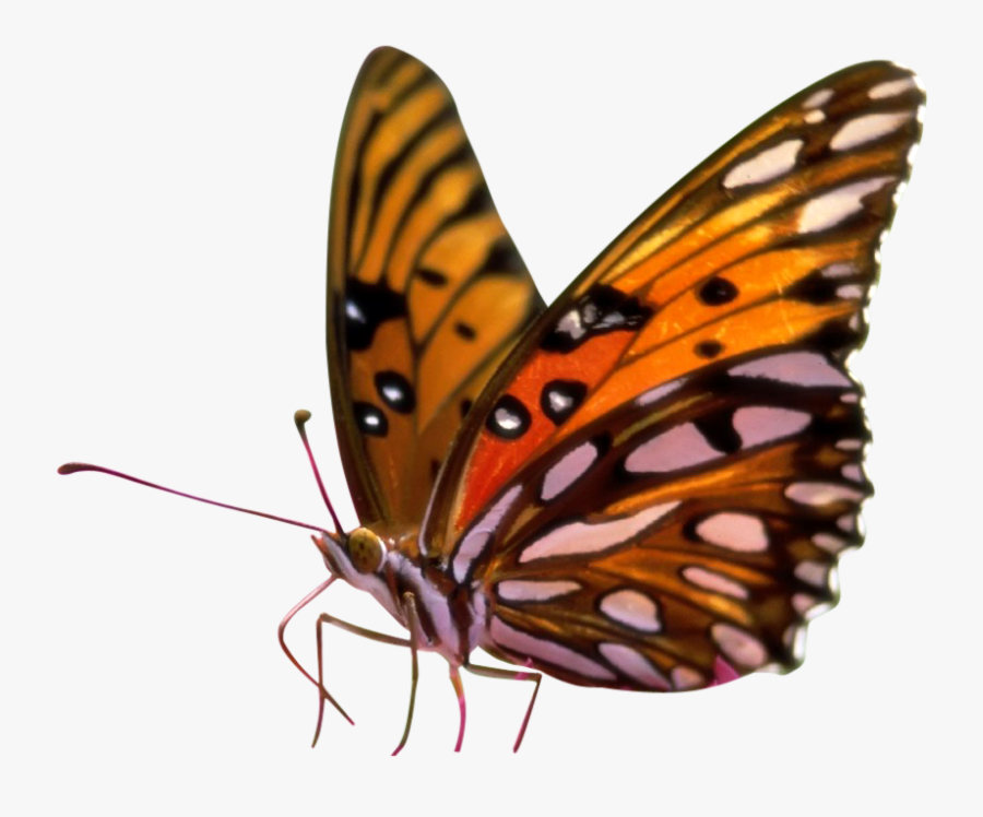 Butterfly Clipart Png Transparent - Butterflies Transparent Background Png, Transparent Clipart