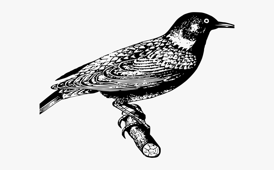Common Starling, Transparent Clipart