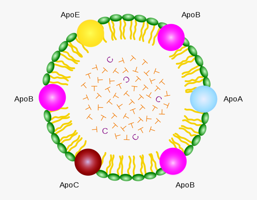 Imagenes De Proteinas Conjugadas, Transparent Clipart