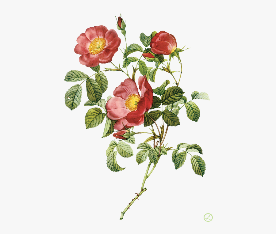 Pierre-joseph Redouté Flower Painting - Proverbs 31 Vs 31, Transparent Clipart