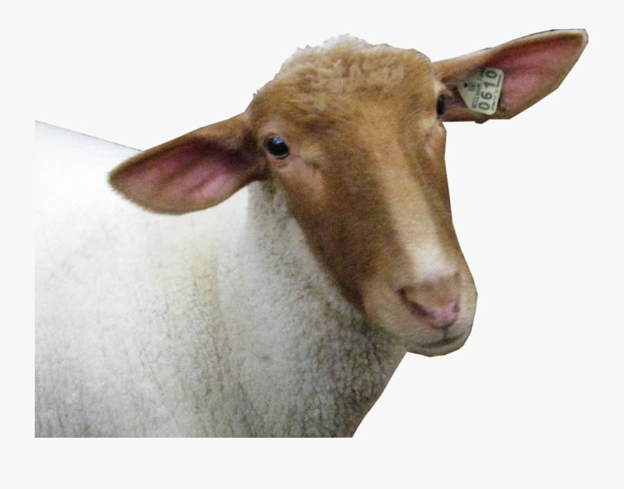 15 Screaming Goat Png For Free Download On Mbtskoudsalg - Sheep Png, Transparent Clipart