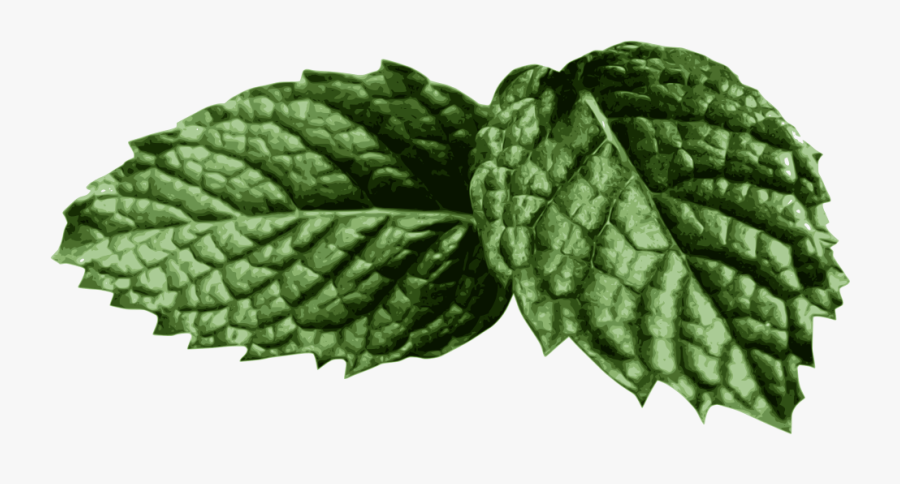 Mint Clipart Mint Leaves - Leaf Clip Art Realistic, Transparent Clipart