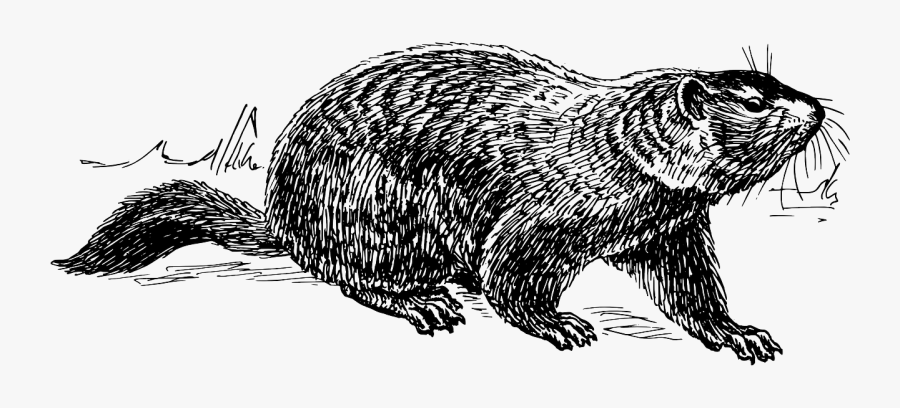 Transparent Groundhog Day Png - Ground Hog Drawing, Transparent Clipart