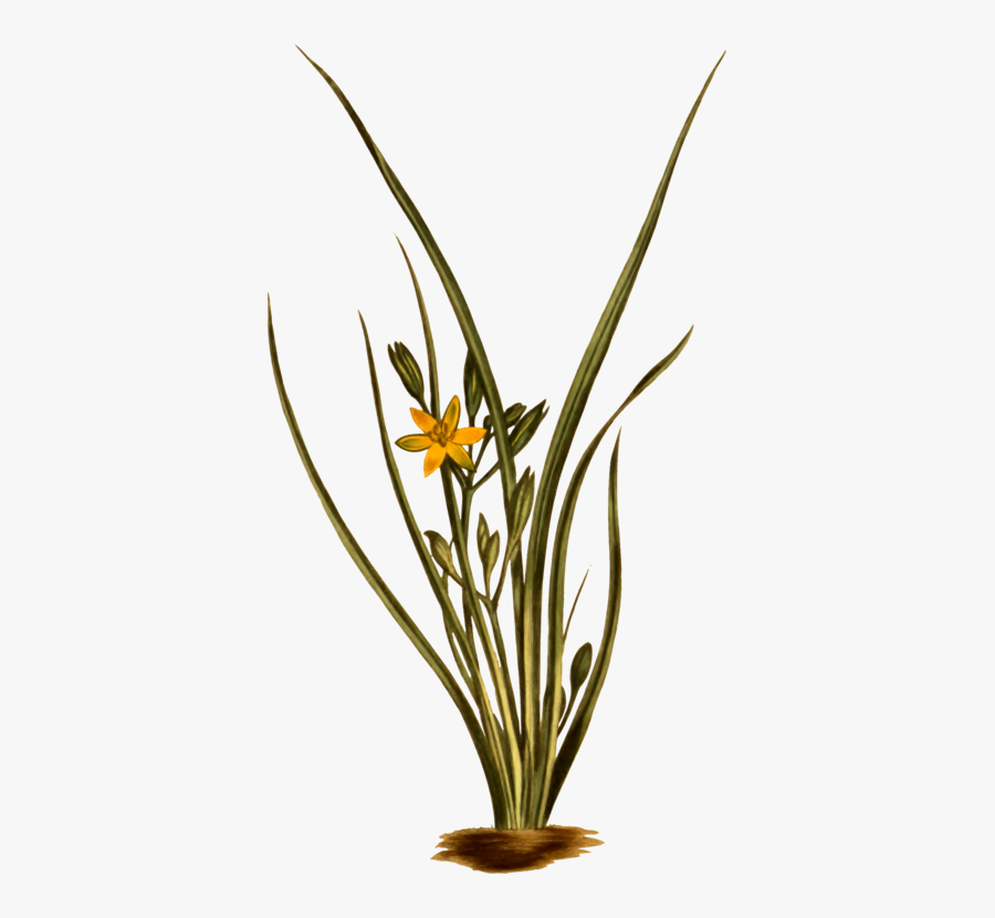 Plant,flora,flowerpot - Hypoxis Hirsuta, Transparent Clipart