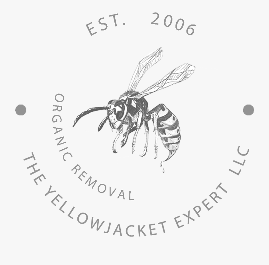 Transparent Wasp Clipart - Hornet, Transparent Clipart