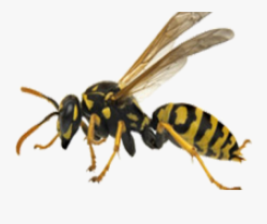 Yellow Jacket Bees - Yellow Jacket Wasp Png, Transparent Clipart