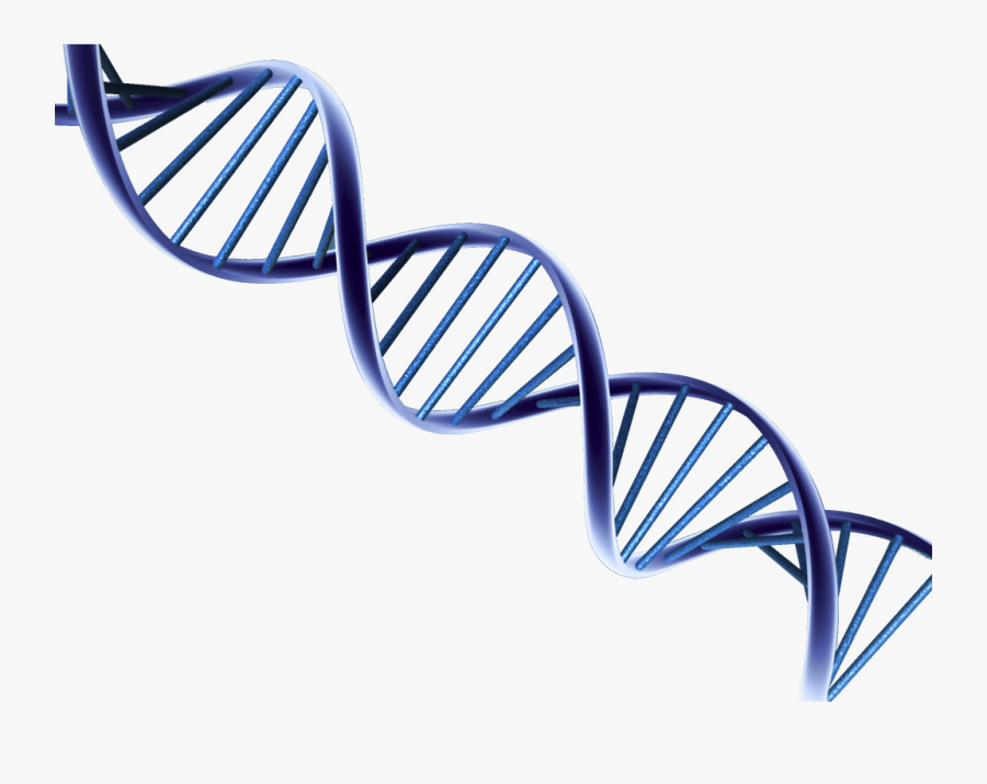 Dna Png Picture - Dna Png, Transparent Clipart