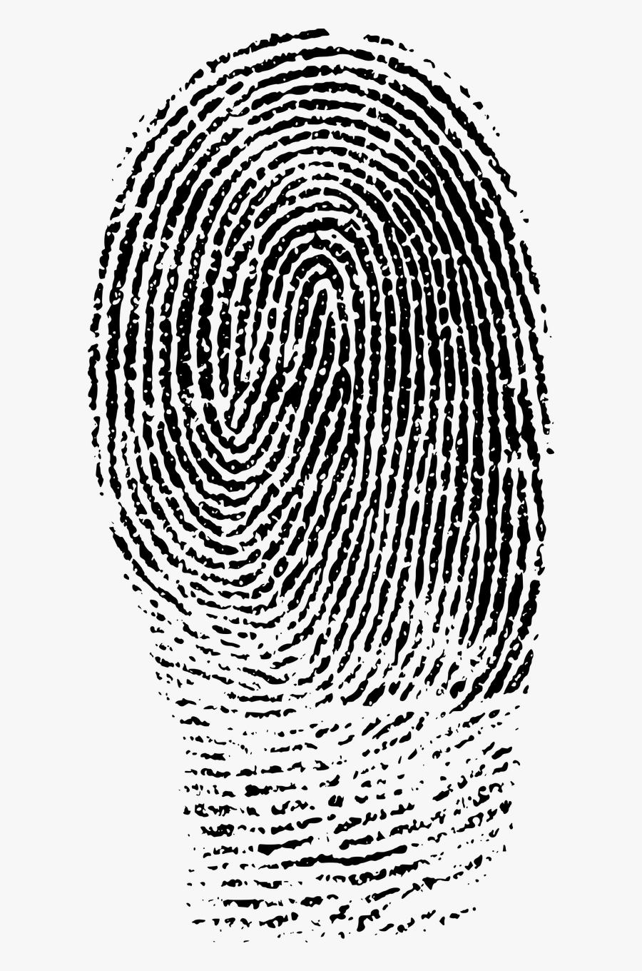 Crime Evidence Fingerprint Png Image - Black And White Fingerprint, Transparent Clipart