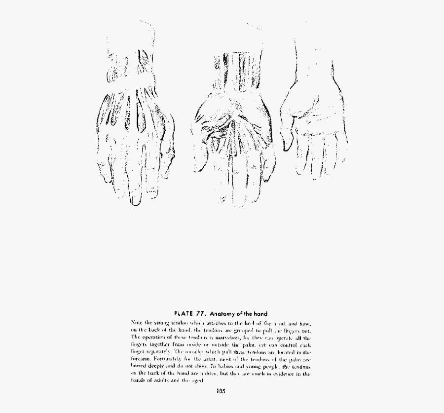 Andrew Loomis Drawing The Head And Hands 122 - Sketch, Transparent Clipart