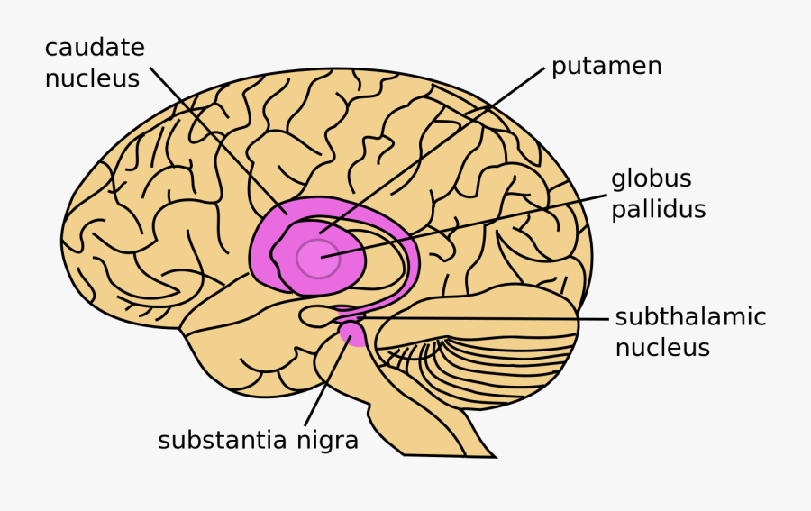 Png Transparent Stock Drawing Brain Neuroscience - Substantia Nigra And Subthalamic Nucleus, Transparent Clipart