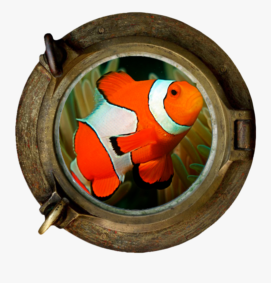 Transparent Clown Fish Clipart - Ship Portal, Transparent Clipart