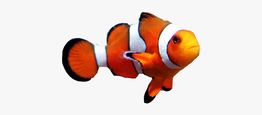 Goldfish Clownfish Aquarium Clown Loach - Clown Fish Transparent Png, Transparent Clipart