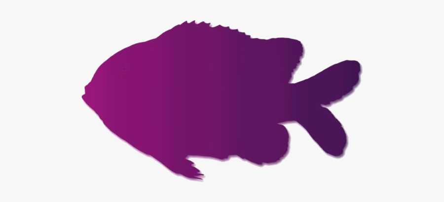 Clownfish Png Transparent Images - Garibaldi (fish), Transparent Clipart