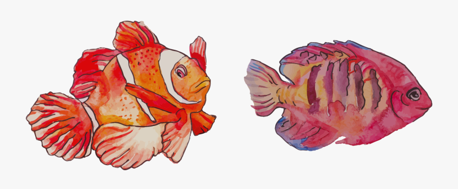Watercolor Painting Clownfish - Fish Painting Transparent, Transparent Clipart