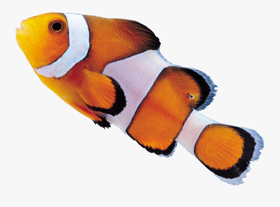 Clown Fish Png - Drawing A Clown Fish, Transparent Clipart
