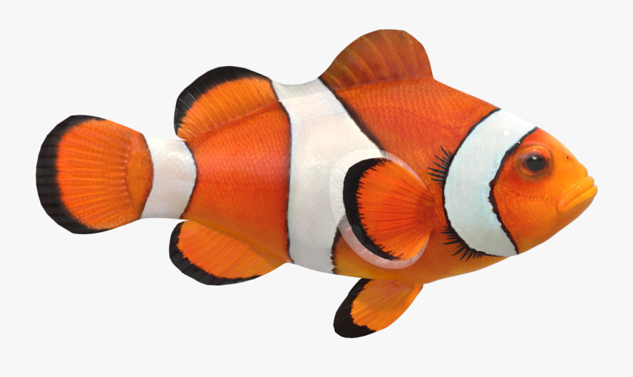 Clown Fish Png Image File - Aquaman My Father Was A Lighthouse Meme, Transparent Clipart