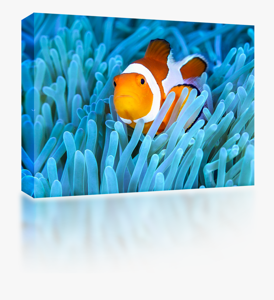 Clown Fish Png - Coral Reef Fish, Transparent Clipart