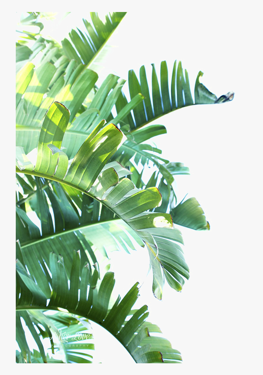 Green Leaf Png Clipart - Tropical Leaves Png Transparent, Transparent Clipart