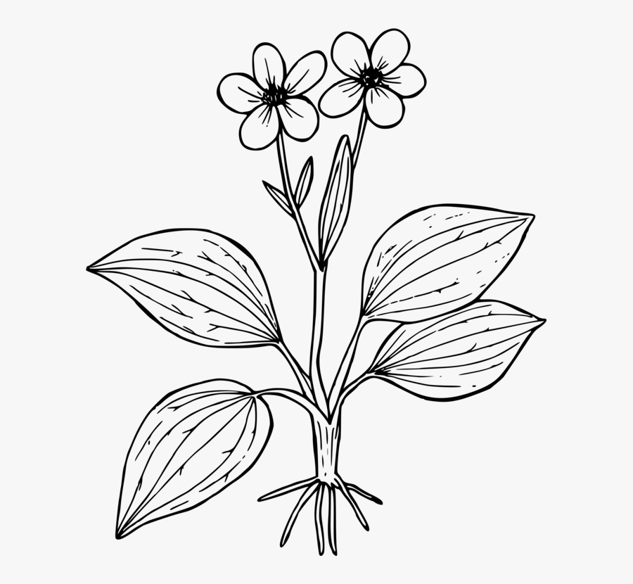Symmetry,monochrome Photography,petal - Purple Saxifrage Drawing, Transparent Clipart