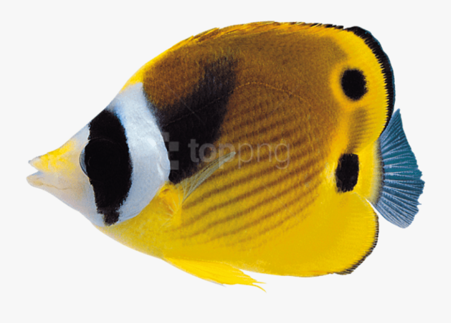 Fish Cliparts Png Underwater - Coral Reef Fish Png, Transparent Clipart